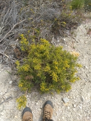 Synaphea spinulosa