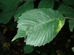 Phyllonorycter tristrigella