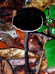 Sanguinoderma rugosum