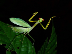 Camelomantis