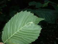 Phyllonorycter tristrigella