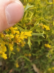 Synaphea spinulosa