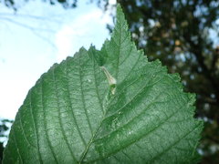 Phyllonorycter tristrigella