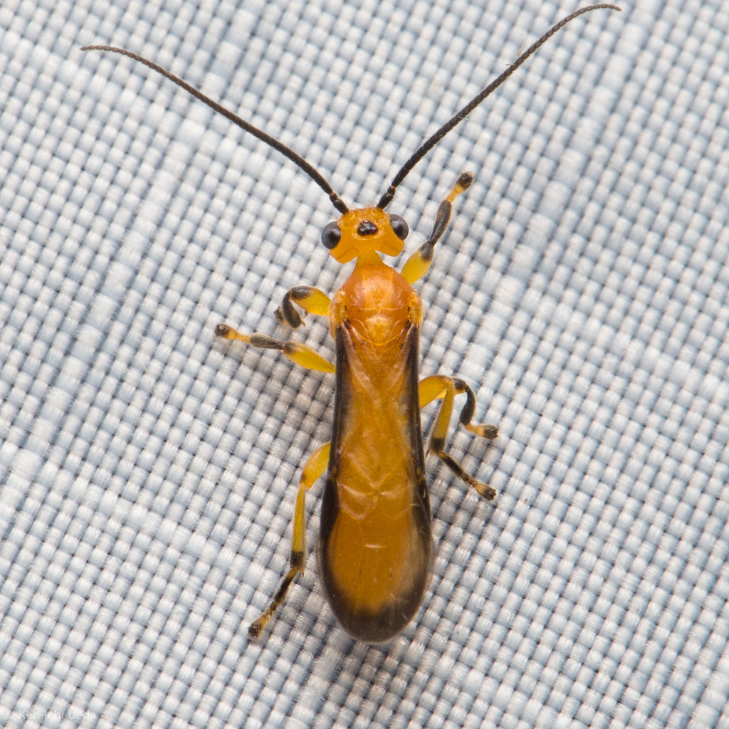Yelicones nigromarginatus