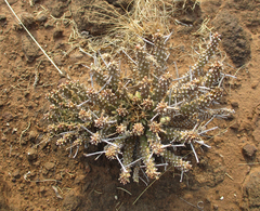 Anthacanthae