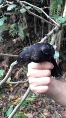 Turdus merula azorensis