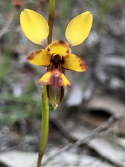Diuris decrementa