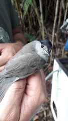 Sylvia atricapilla gularis