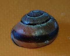 Cepaea nemoralis