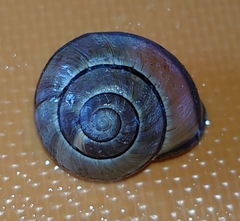 Cepaea nemoralis