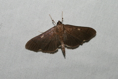 Herpetogramma sphingealis