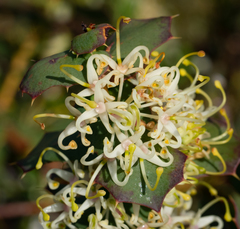 Hakea denticulata