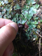 Marchantia paleacea
