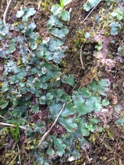 Marchantia paleacea