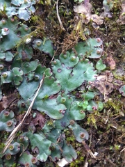 Marchantia paleacea