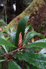 Anopterus glandulosus