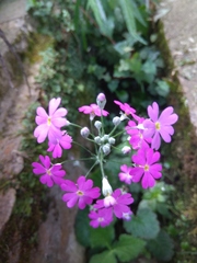 Primula malacoides