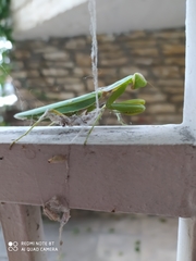 Mantidae