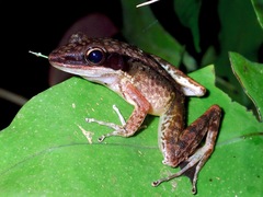 Indosylvirana nicobariensis