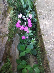 Primula malacoides