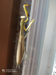 Mantis religiosa