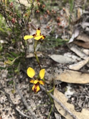 Diuris decrementa
