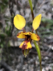 Diuris decrementa