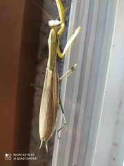 Mantis religiosa
