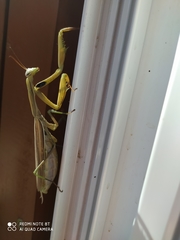 Mantis religiosa