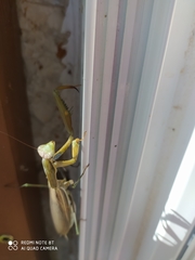 Mantis religiosa