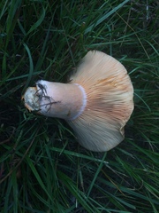 Lactarius areolatus