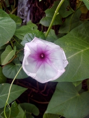 Ipomoea aquatica