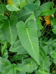 Ipomoea aquatica