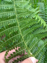 Athyrium oppositipennum
