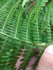 Athyrium oppositipennum