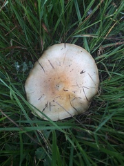 Lactarius areolatus