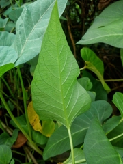 Ipomoea aquatica