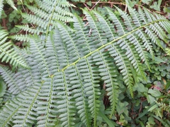 Athyrium oppositipennum