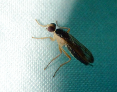 Cordilura