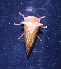 Stictolobus borealis