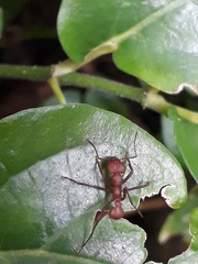 Acromyrmex octospinosus