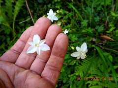 Libertia paniculata