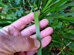Libertia paniculata