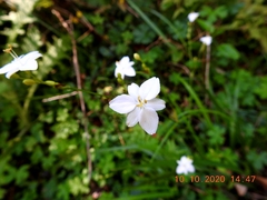 Libertia paniculata