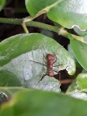 Acromyrmex octospinosus