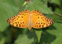 Phalanta phalantha phalantha