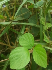 Calopogonium mucunoides
