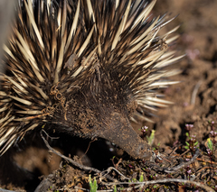 Tachyglossus aculeatus acanthion
