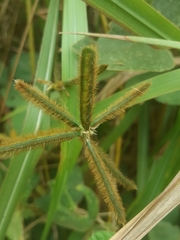Calopogonium mucunoides