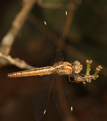 Brachythemis lacustris